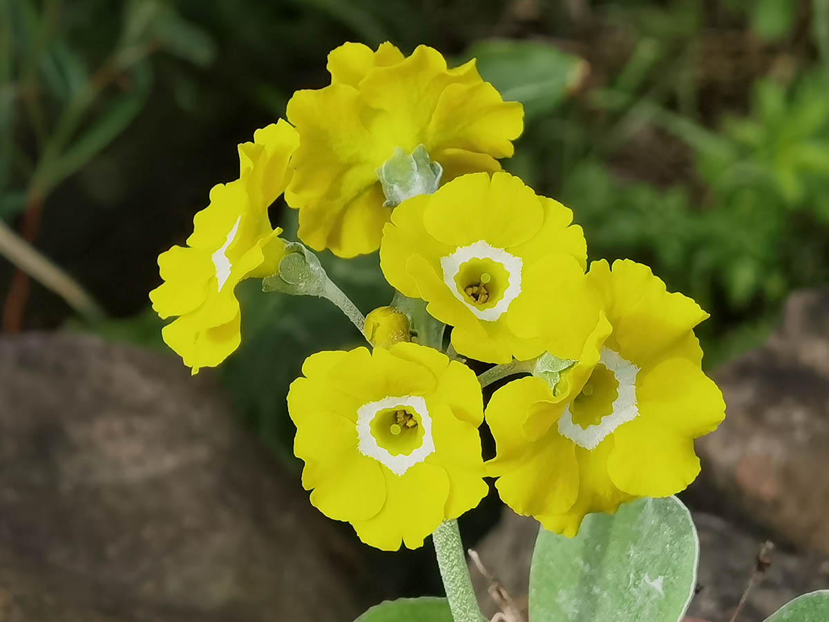 Primula auricula photo